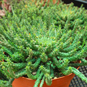 Euphorbia flanangii - Medusa's Head [extra large]