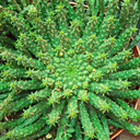 Euphorbia flanangii - Medusa's Head [extra large]