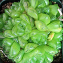 Haworthia cymbiformis var. obtusa [large]