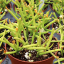 Rhipsalis teres [large]  - March