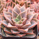 Echeveria 'Rubella' - March