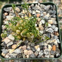 Albuca osmynella - Slime Lillies [large]