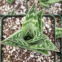 Gonialoe hybrid [large]