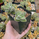 Crassula 'Moonglow' [large]