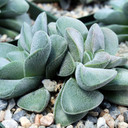Crassula 'Silver Springtime' [large] - July