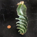 Cereus forbesii 'Spiralis' [bare root]
