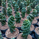 Cereus forbesii 'Spiralis' - Rooted