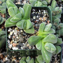 Gibbaeum dispar [large] - March