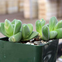 Gibbaeum dispar [large] - March