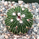 Stenocactus multicostatus [large]