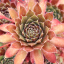 Chick Charms® Gold Dust™ [plug] - May