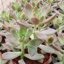Graptosedum 'California Sunset' [large]