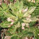 Euphorbia stapelioides [large]