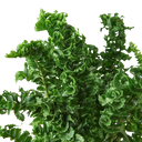 'Emina' Fern - 4" Pot