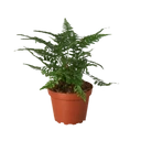 'Korean Rock' Fern