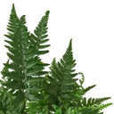 'Korean Rock' Fern