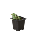 Hoya 'Rope Plant' Variegated