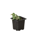 Hoya 'Rope Plant' Variegated