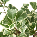 Ficus Elastica 'Triangularis' Variegated