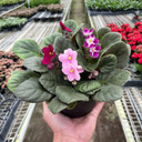 African Violet - Saintpaulia ionantha