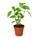 Pilea 'Moon Valley' - 4" Pot