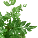 Fern 'Silver Lace'