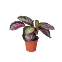 Calathea roseopicta 'Silvia'