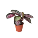 Calathea roseopicta 'Silvia'