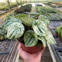 Peperomia 'Watermelon Variegated'