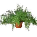 Fern 'Sprengeri'