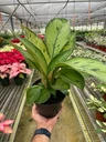 Homalomena 'Selby'