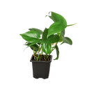 Philodendron Cordatum Heartleaf