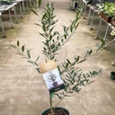 Olive Tree (Olea europaea)