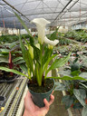 Calla Lily (Zantedeschia)