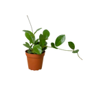 Hoya 'Australis'
