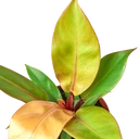 Philodendron 'Prince of Orange'