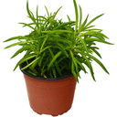 Peperomia 'Green Bean'