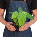 Philodendron 'Fuzzy Petiole'