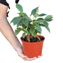 Ficus 'Ginseng'