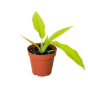 Philodendron 'Ring of Fire Gold'