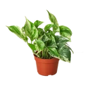 Pothos 'Marble Queen'