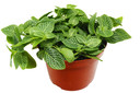 Fittonia 'White Nerve Plant'