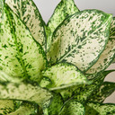 Chinese Evergreen 'First Diamond' - Aglaonema