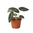 Alocasia Reginula 'Black Velvet'