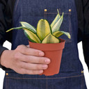 Snake Plant Gold Hahnii