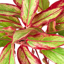 Chinese Evergreen 'Red Siam' - Aglaonema