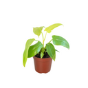 rubber mulch rings for trees RUBBERIFIC Mulch Rubber Tree Rings