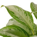 Chinese Evergreen 'Silver Bay' - Aglaonema