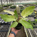 Philodendron 'Snowdrift'