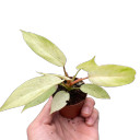 Philodendron 'Snowdrift'